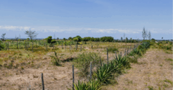 Affordable Plots at Malaa