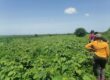 Affordable 30-Acre Virgin Land for Farming