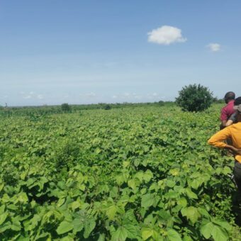 Affordable 30-Acre Virgin Land for Farming